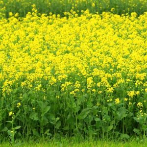 Mustard Seeds